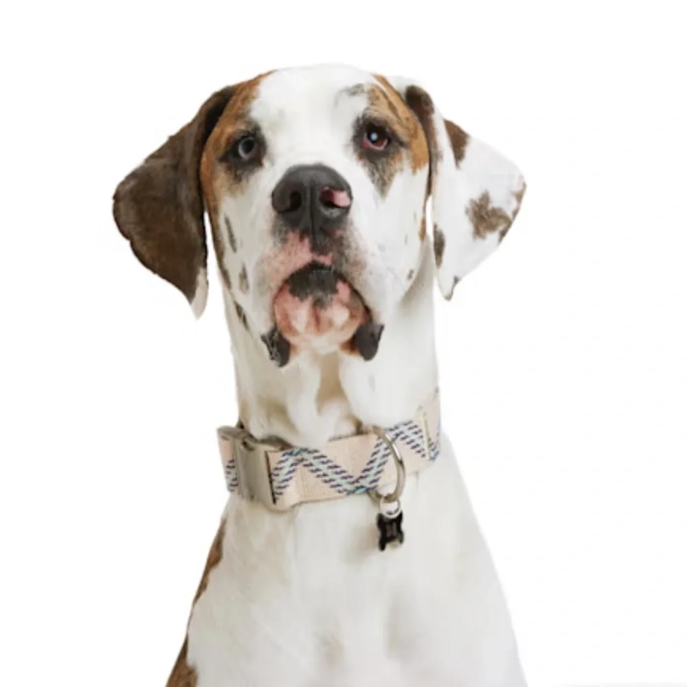 YOULY the avant-garde Geometric Print Dog Collar Blue Zig Zag XL/XXL/XXXL